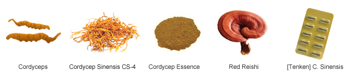 Cordycep Process
